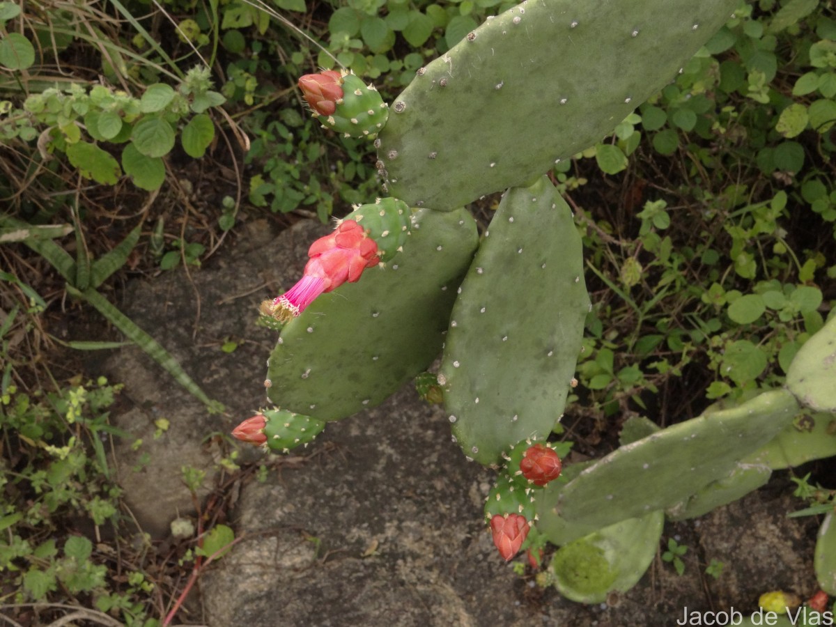 Opuntia cochenillifera (L.) Mill.